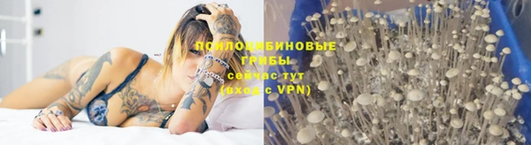 стаф Богданович