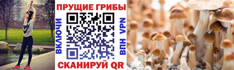 Галлюциногенные грибы Cubensis  Дагестанские Огни 